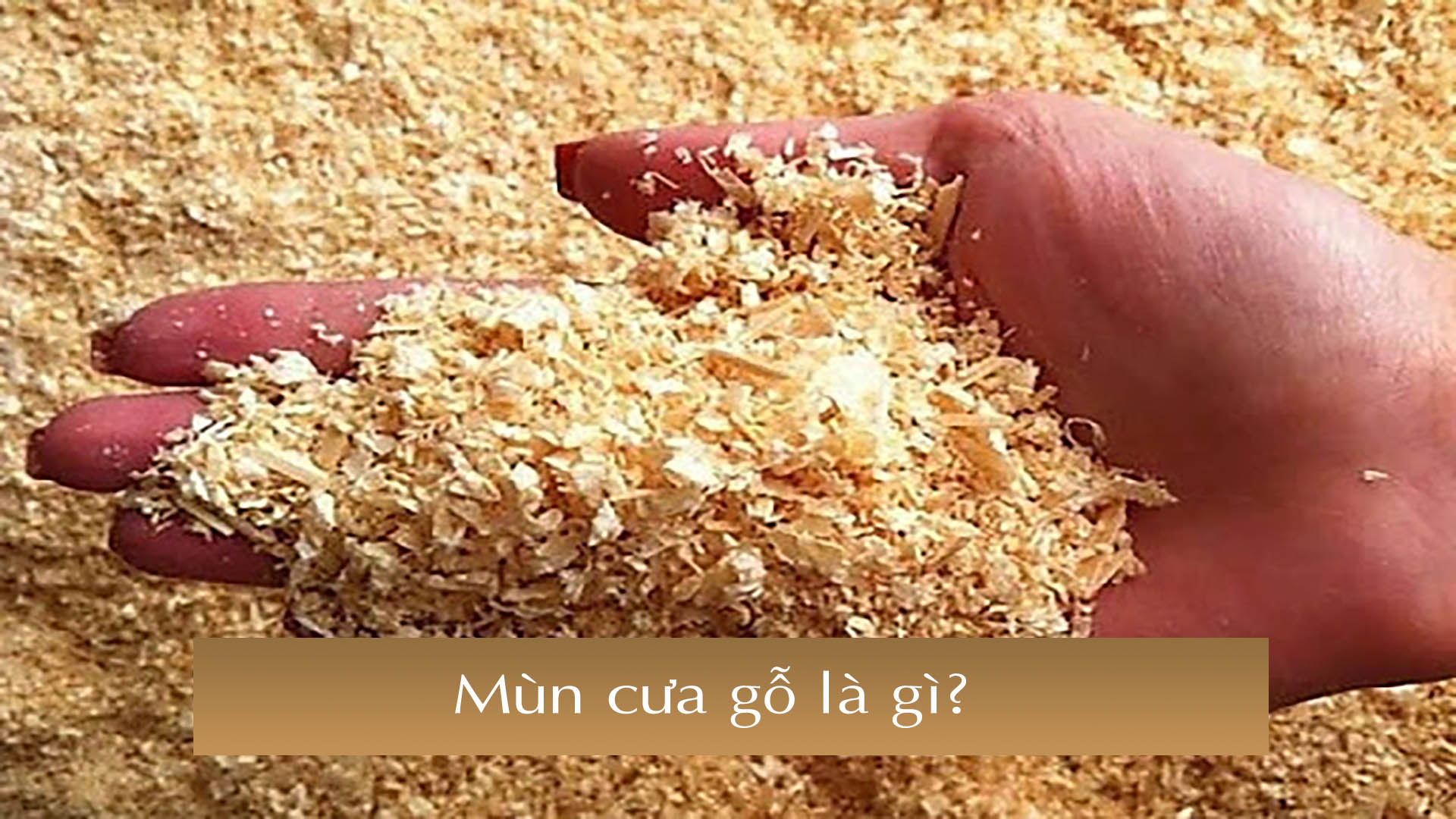 Hình ảnh mùn cưa gỗ, mùn cưa gỗ là gì